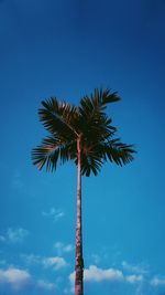 Low angle view of palm tree against blue sky