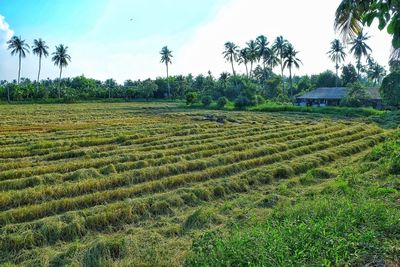 Scenic view of agricultural field against sky