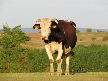 Cow standing in a field