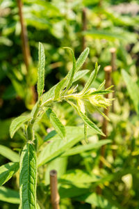 plant