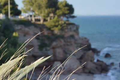 Close-up of plant on land against sea