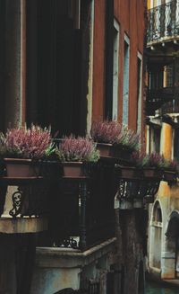 Potted plants in front of building