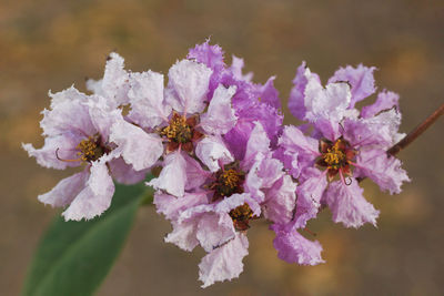 Close-up of purple flowering plant