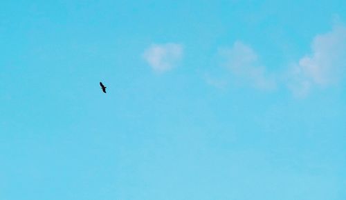 Low angle view of bird flying against blue sky