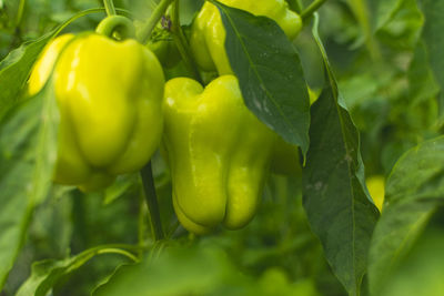 Close-up of green chili peppers on plant