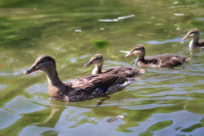 Ducks swimming in lake