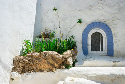 Potted plant on stone wall of building