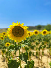 Close-up of sunflower on field