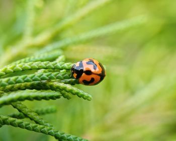 Close-up of ladybug on leaf