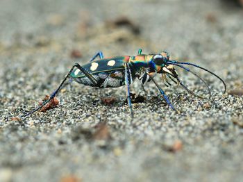 Close-up of ant