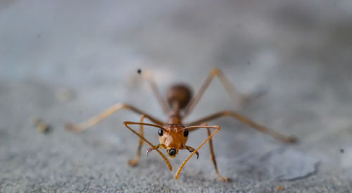 Close-up of insect on land