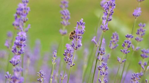 Close-up of bee on purple flowering plant