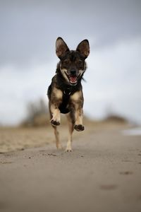 Portrait of dog standing at beach