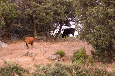 Side view of horses walking on dirt road