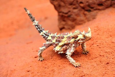 Thorny devil lizard in arid landscape