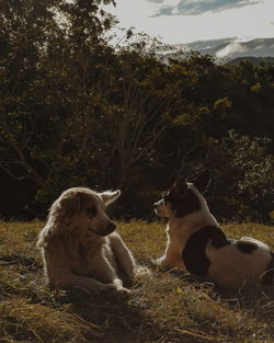 Dog sitting in a field