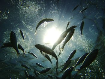 Fish swimming in aquarium