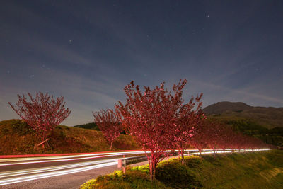 Light trails on road against sky at night