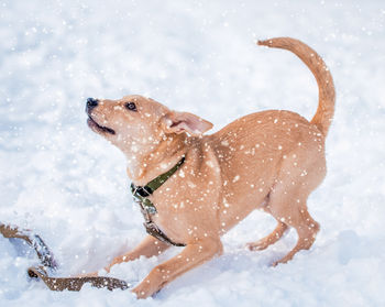 Dogs running on snow covered field