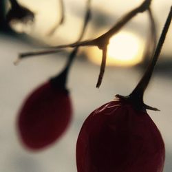 Close up of plant against blurred background