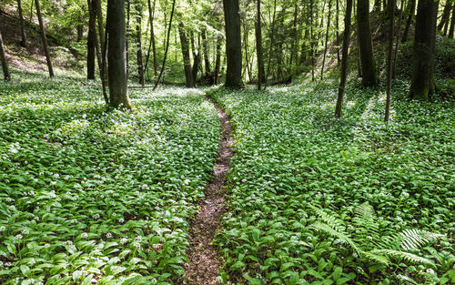 Trees growing in forest