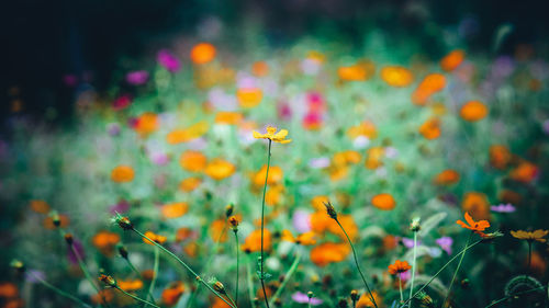 Close-up of flowers blooming on field