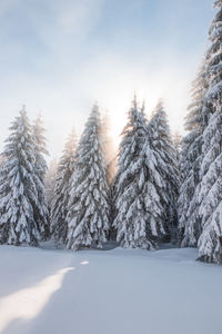 Trees on snow covered landscape