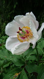 Close-up of white rose