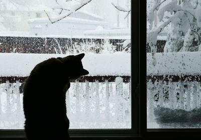 Silhouette cat looking through window at home during winter