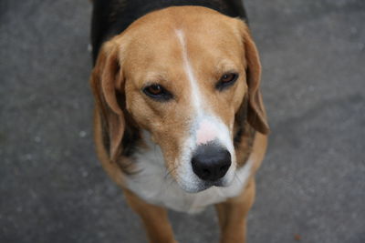 Portrait of dog standing on street