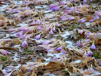 Full frame shot of autumn leaves