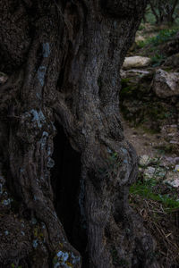 Close-up of tree trunk