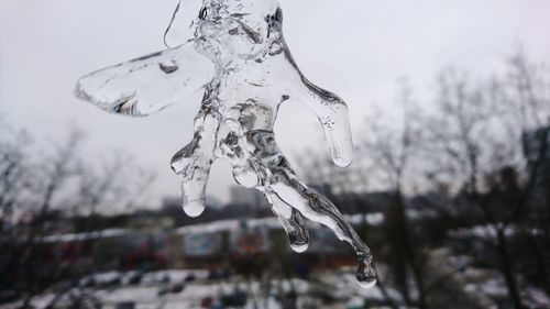 Close-up of icicles on tree during winter