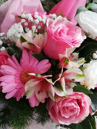 Close-up of pink roses