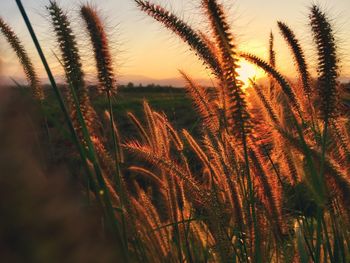 Close-up of stalks in field against sunset