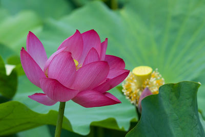 Close-up of pink water lily