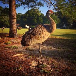 Trees on grassy field