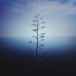 Plant by sea against sky