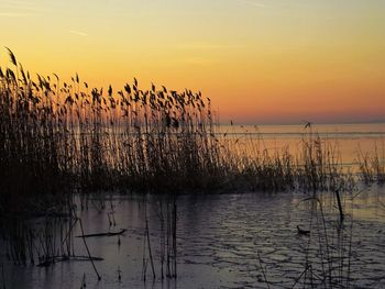 Silhouette birds by sea against sky during sunset