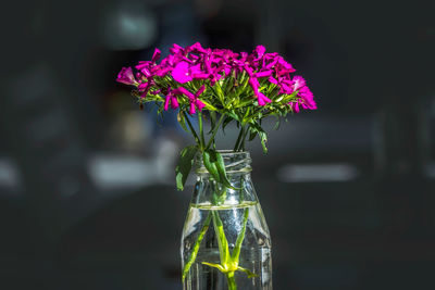 Close-up of pink flowering plant in glass vase