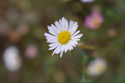 Close-up of white daisy flower