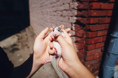 The girl holds a young domestic rat with her hands. the pet is a pig.