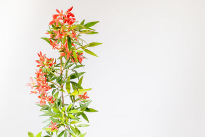 Close-up of red flowers against white background