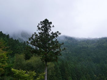 Trees in forest against sky