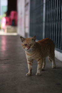 Cat looking away