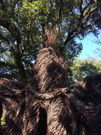 Low angle view of trees in forest