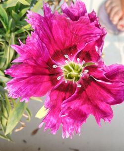 Close-up of pink flower blooming outdoors