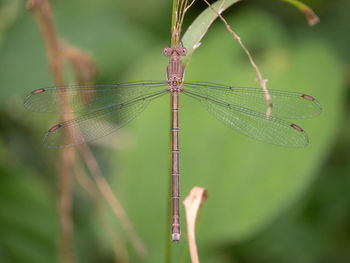 dragonflies and damseflies