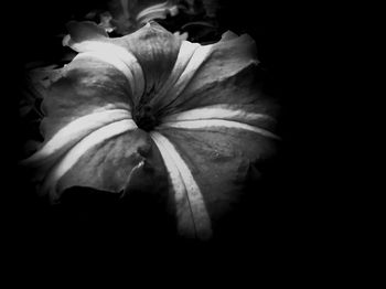 Close-up of day lily against black background