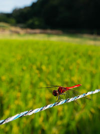 Close-up of insect on leaf